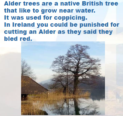 Alder