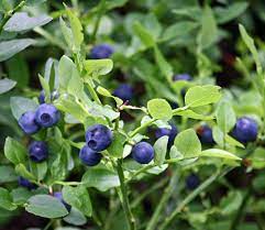 Blaeberries