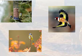 Common Garden Birds