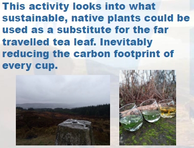 Foraging a cup of Tea