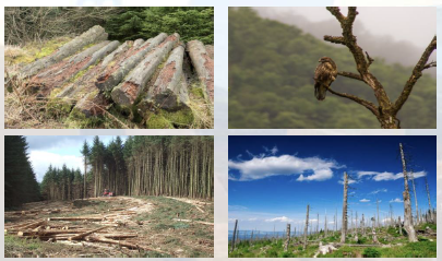 Forest Clearing & SNAGS