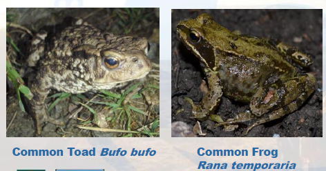 Frogs and Toads