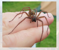 Giant Spider