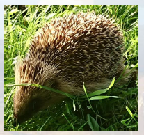 Hedgehog