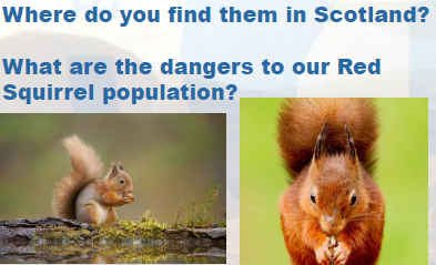 Red Squirrels