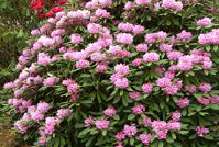 Rhododendron