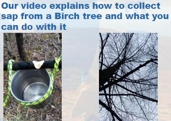 Tree Sap