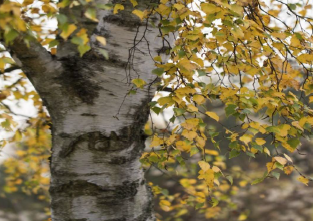 Silver Birch