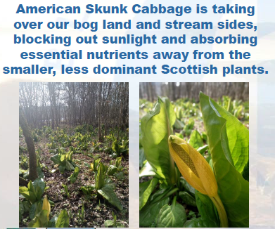 Skunk Cabbage