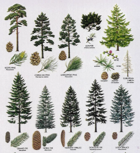 Telling Conifers Apart