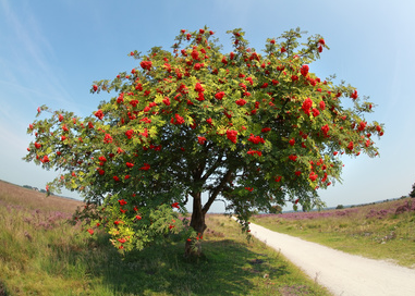The Rowan Tree