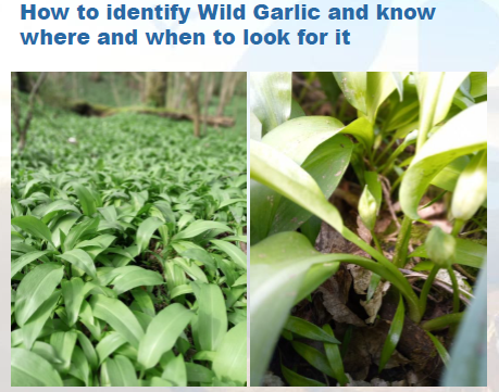 Wild Garlic