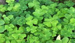 Wood Sorrel